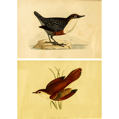 Sub.:12 - Lote: 21 - FRANCIS ORPEN MORRIS (1810 - 1893) Aves