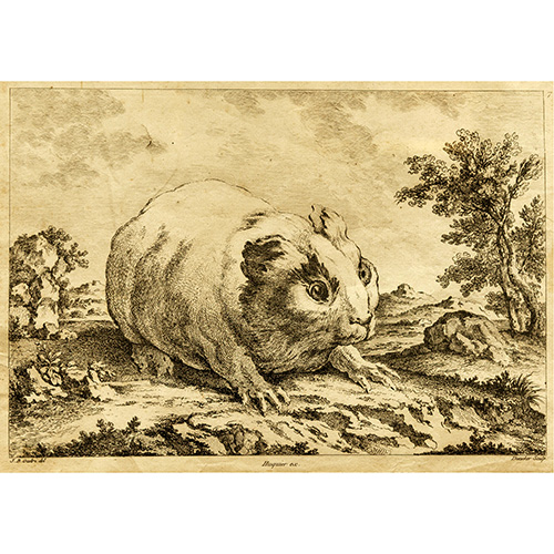 Sub.:16 - Lote: 17 - BALTHASAR-ANTOINE DUNCKER (SAAL, 1746 - BERNE, 1807) Cobaya