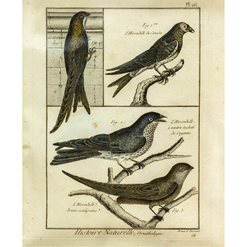 Sub.:16 - Lote: 84 - Bernard DIREXIT (S. XVIII) Historia natural, ornitologa.