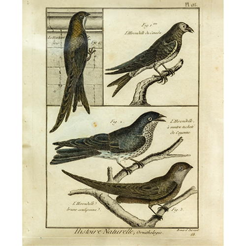 Sub.:20 - Lote: 29 - Bernard DIREXIT (S. XVIII) Historia natural, ornitologa.