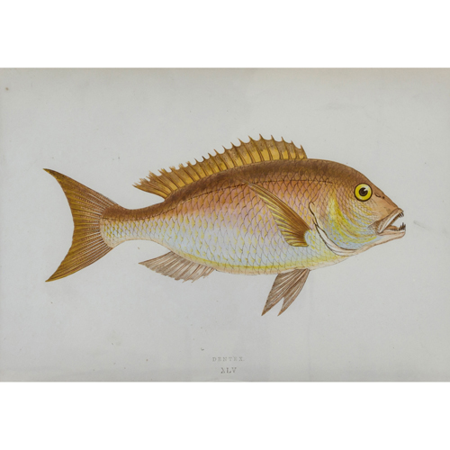 Sub.:8 - Lote: 12 - GOOMBRIDGE AND SONS (Londres, 1847 - 1865) Peces del Atlntico y Mediterrneo: Mendole; Barbel; Lake Bream y Roach