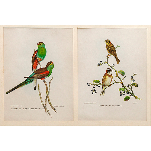 Sub.:16-Oc - Lote: 8 -  Pjaros