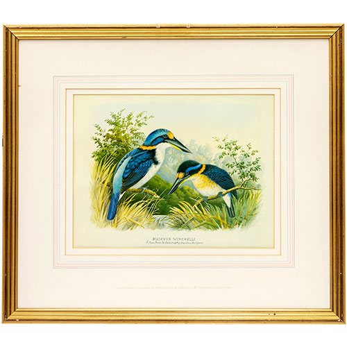Sub.:18 - Lote: 21 -  Pareja de lminas con representacin de aves, con certificado de copia de la coleccin del Zoolgico Social de Londres. 