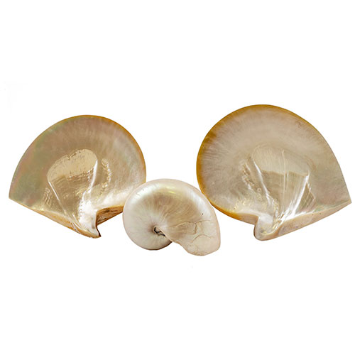 Sub.:18 - Lote: 1282 -  Lote de dos conchas y caracola en n�car.