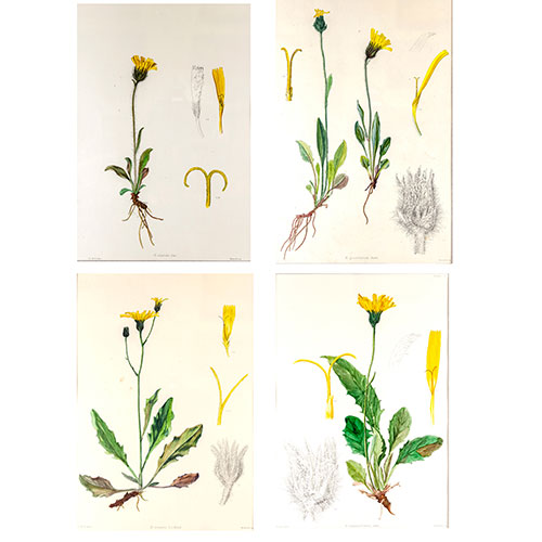 Sub.:23 - Lote: 1 - E. CARTER (activo s. XIX); MINTERN BROS. (Londres, s. XIX) Botnica. Especies del gnero Hieracium
