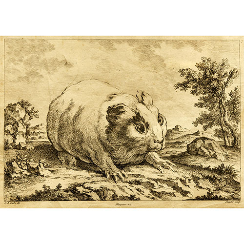 Sub.:24 - Lote: 26 - BALTHASAR-ANTOINE DUNCKER (SAAL, 1746 - BERNE, 1807) Cobaya