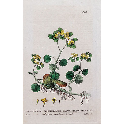 Sub.:24 - Lote: 94 - William BAXTER (1788-1871); Isaac RUSSELL; Charles MATHEWS. Plantas medicinales