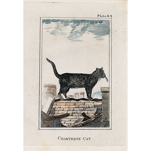 Sub.:24 - Lote: 92 - BUFFON, Georges-Louis Leclerc , comte de (Borgoa 1707-Paris 1788). Las grandes razas de gatos, segn LINNEO: para la obra de Buffon.