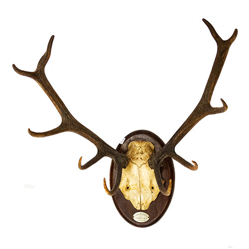 Sub.:24 - Lote: 198 -  Trofeo de caza cuerna de venado. 