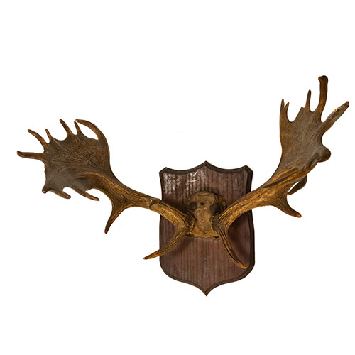 Sub.:24 - Lote: 200 -  Cornamenta de gamo con base en madera.