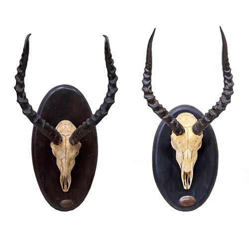 Sub.:25 - Lote: 188 -  Pareja de trofeos de caza cuerna de impala africana. Placa metlica con inscripcin: Mozambique.