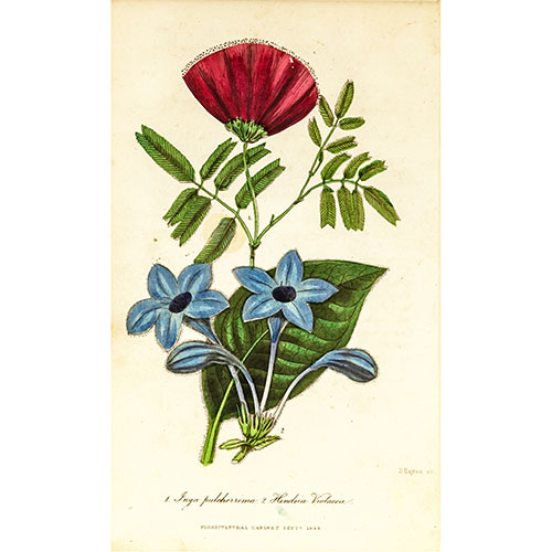 Sub.:3-On - Lote: 266 - D. HAYES (S. XIX) Bot�nica