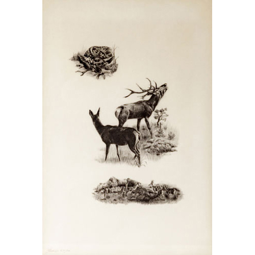 Sub.:3 - Lote: 3 - ESCUELA ESPAOLA, S. XX Litografa enmarcada de temas cinegticos, venado y ciervo. 