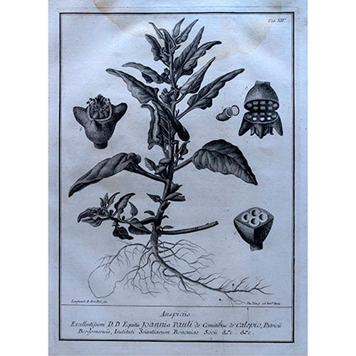 Sub.:35 - Lote: 335 -  Grabado bot�nico del siglo XVIII