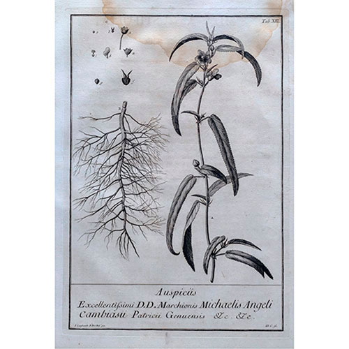 Sub.:35 - Lote: 336 -  Grabado bot�nico del siglo XVIII