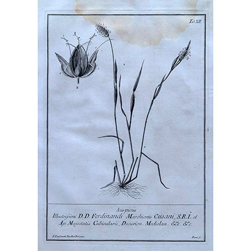 Sub.:35 - Lote: 319 -  Grabado bot�nico del siglo XVIII