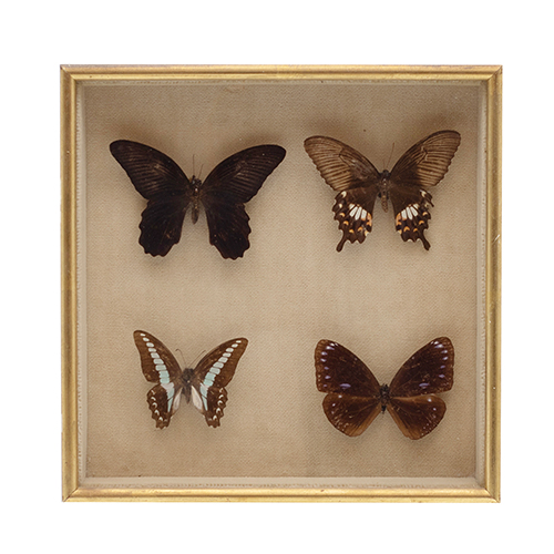 Sub.:38 - Lote: 1457 -  Mariposas disecadas y enmarcadas.