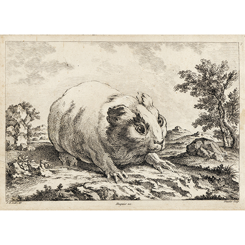 Sub.:38 - Lote: 40 - BALTHASAR-ANTOINE DUNCKER (SAAL, 1746 - BERNE, 1807) Cobaya