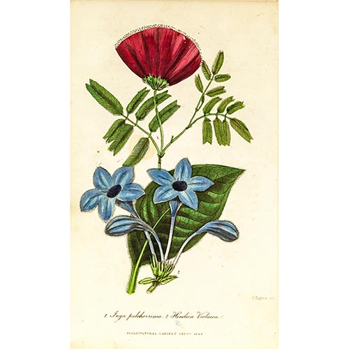 Sub.:4-On - Lote: 291 - D. HAYES (S. XIX) Bot�nica