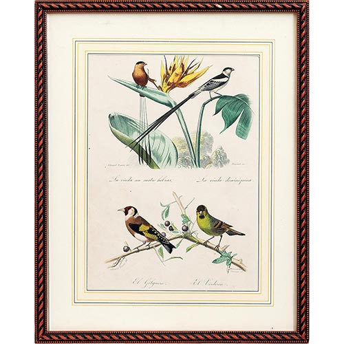 Sub.:4-On - Lote: 286 - �douard TRAVIES (1809-1869): Mme . FOURNIER P�jaros cantores: La Viuda con cuatro hebras; La Viuda dominiquina; El Jilguero; El Verderon.